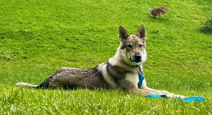 Abu Freja Male Trnie